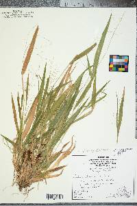 Panicum laxiflorum image