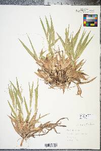 Panicum laxiflorum image