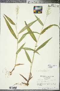 Panicum polyanthes image