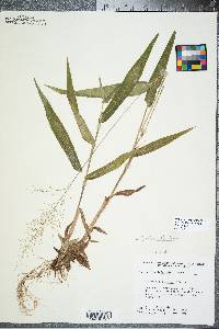 Panicum polyanthes image