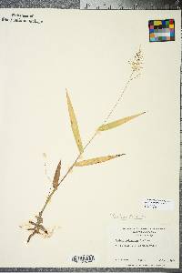 Panicum polyanthes image