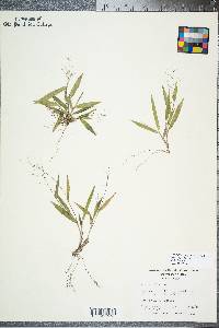 Panicum strigosum image