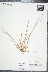 Panicum depauperatum image