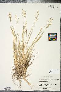 Panicum depauperatum image