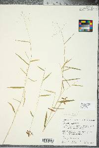 Panicum dichotomum image