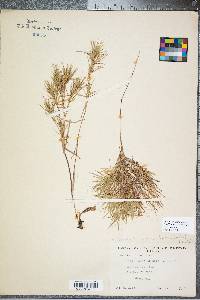 Panicum dichotomum image