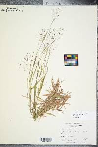 Panicum dichotomum image