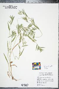 Dichanthelium acuminatum subsp. acuminatum image