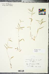 Panicum ovale image