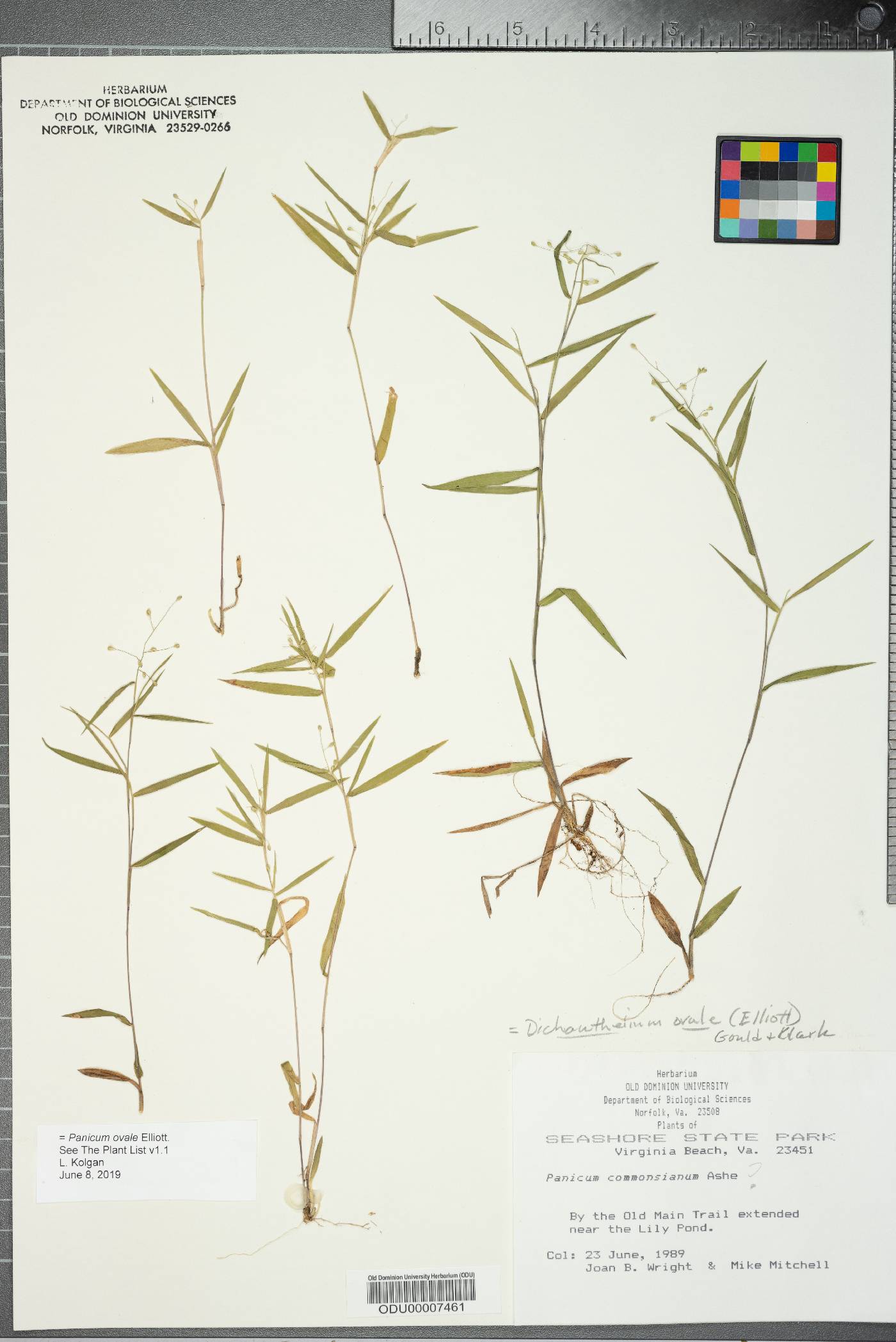 Panicum ovale image