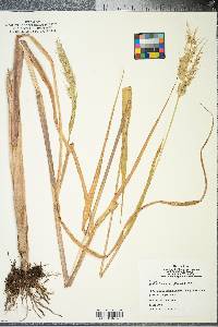 Echinochloa walteri image