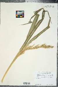 Echinochloa walteri image