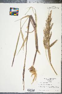 Echinochloa walteri image