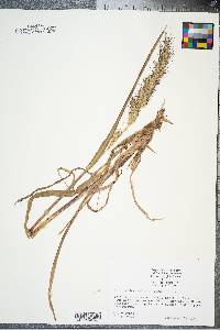 Echinochloa walteri image