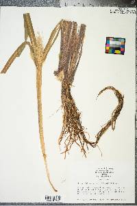 Echinochloa walteri image