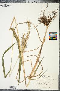 Echinochloa walteri image