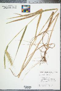 Elymus riparius image