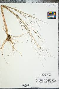 Eragrostis elliottii image