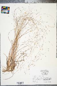 Eragrostis elliottii image