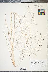 Eragrostis hirsuta image