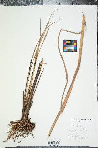 Saccharum giganteum image