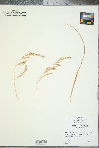 Festuca rubra image