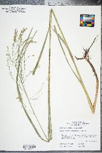 Glyceria canadensis image