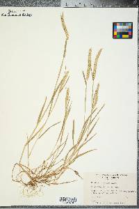 Hordeum pusillum image