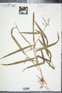 Leersia lenticularis image