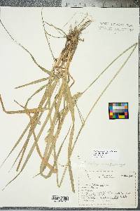 Lolium arundinaceum image