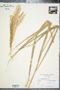 Miscanthus sinensis image