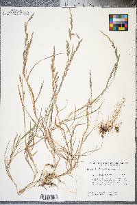 Muhlenbergia mexicana image