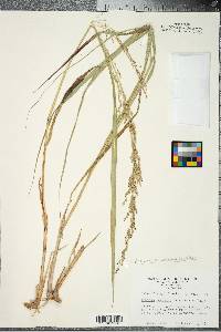 Panicum amarum image