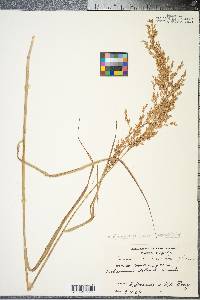 Panicum amarum image