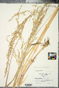 Panicum amarum image