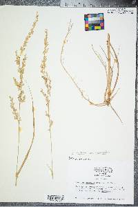 Panicum amarum image