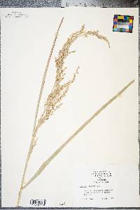 Panicum amarum image