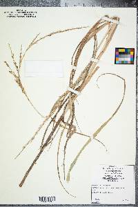 Panicum amarum image