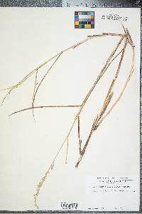 Panicum amarum image