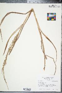 Panicum amarum image