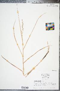 Panicum amarum image