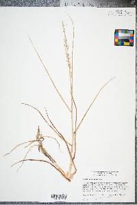 Panicum amarum image