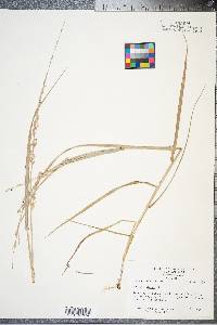 Panicum amarum image