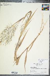 Panicum philadelphicum image