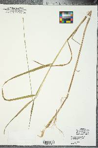 Panicum hemitomon image