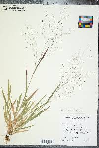 Panicum philadelphicum image