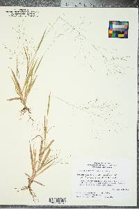 Panicum philadelphicum image