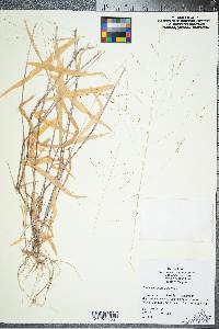 Kellochloa verrucosa image