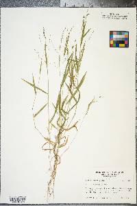 Kellochloa verrucosa image