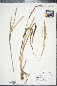 Paspalum floridanum image